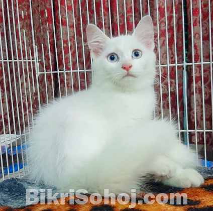 Persian High Quality Mixed Breed Kittens